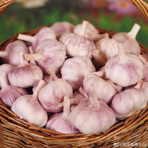农科院最好大蒜品种是哪个？-图3