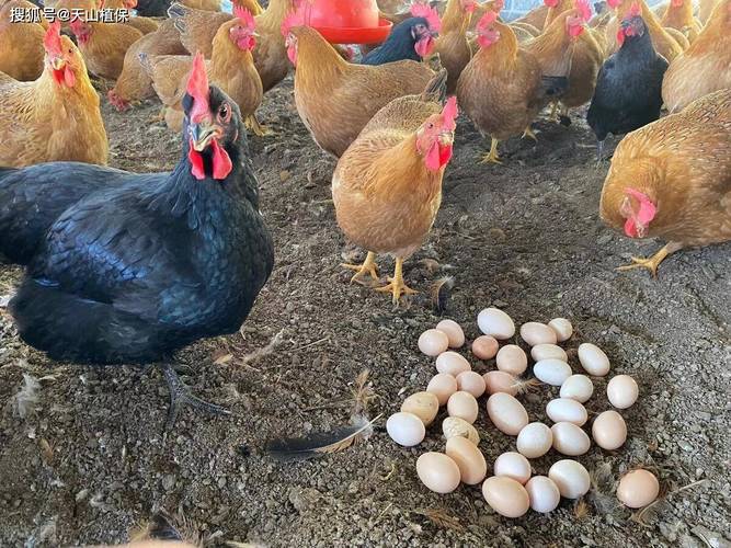 什么鸡下蛋能力最强？-图3