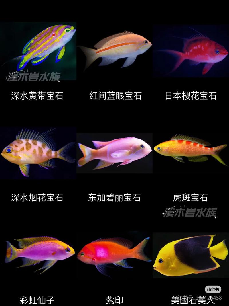 宁常见海水鱼养殖品种有哪些？-图3