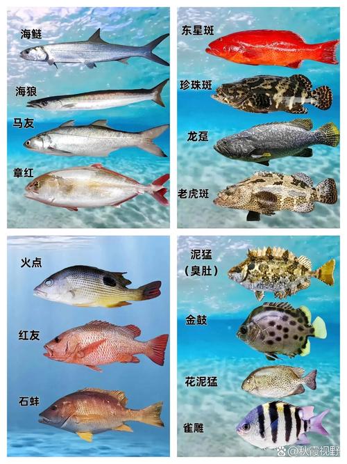 宁常见海水鱼养殖品种有哪些？-图1