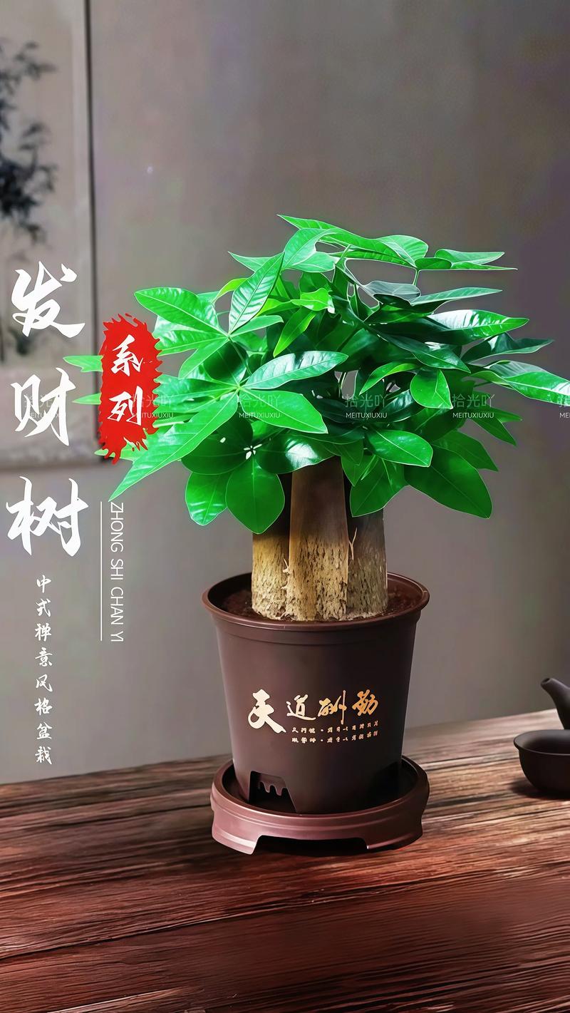 哪种发财树最好养又旺财？-图1
