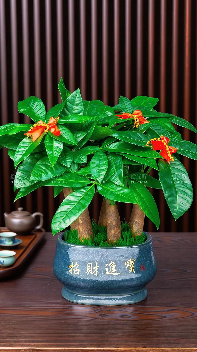 哪种发财树最好养又旺财？-图2