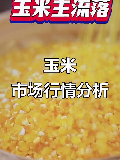 黑龙江玉米价格最新行情怎么样？-图2