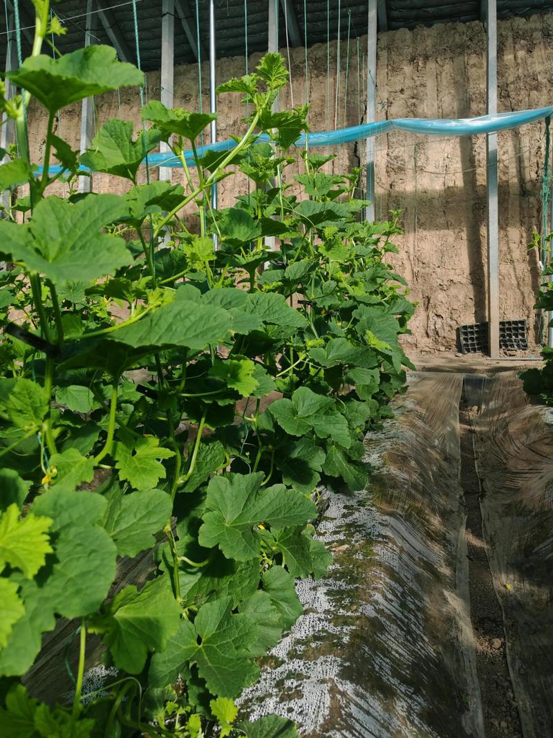 大棚种香瓜技术视频有哪些关键点？-图1