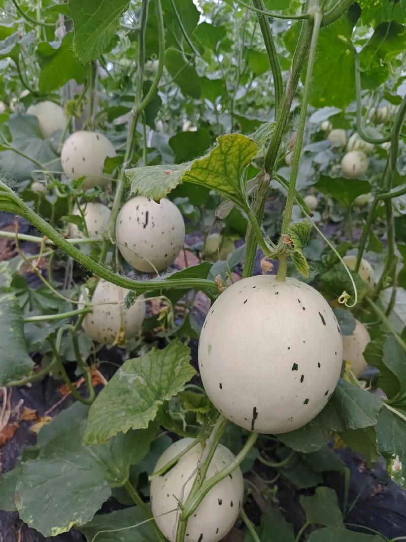 大棚种香瓜技术视频有哪些关键点？-图3