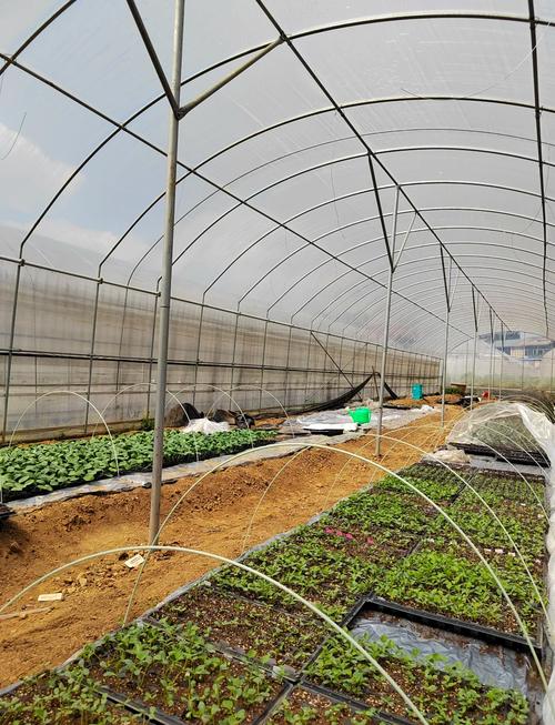 大棚种香瓜技术视频有哪些关键点？-图2