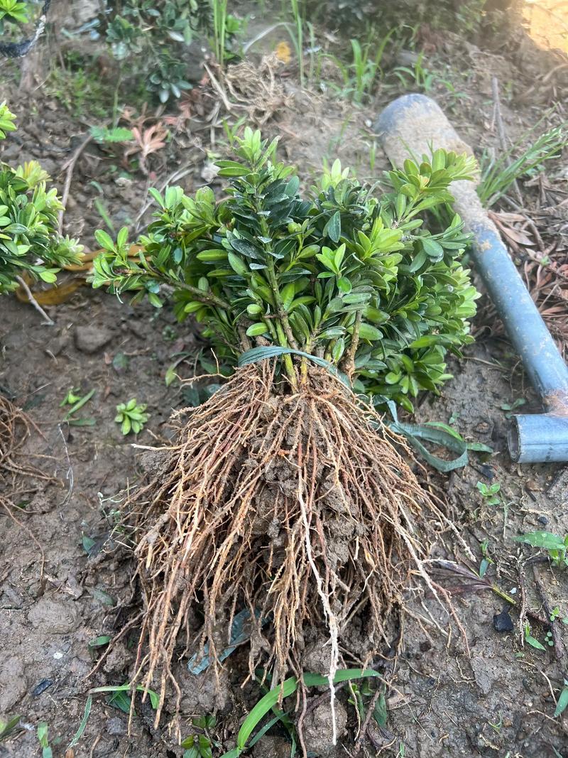 黑珍珠罗汉松有何独特魅力？-图2