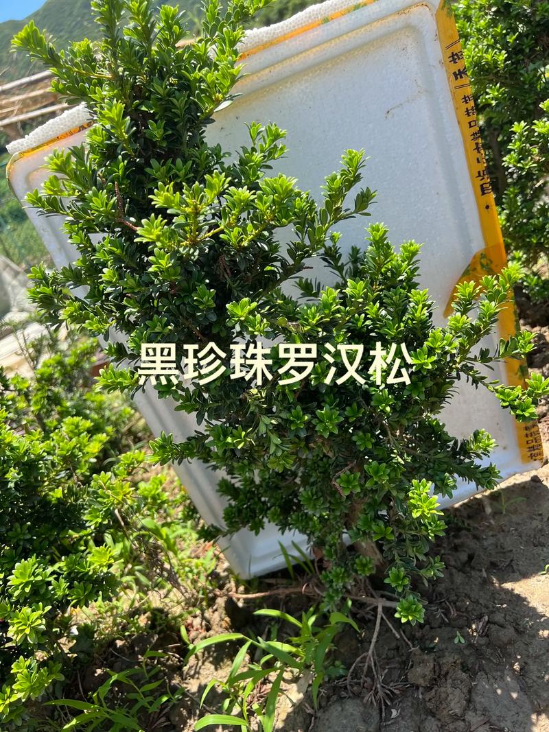 黑珍珠罗汉松有何独特魅力？-图1