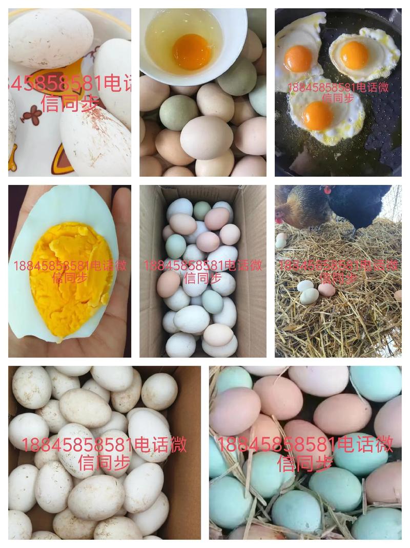 青海7月鸡蛋价格为何波动？-图3