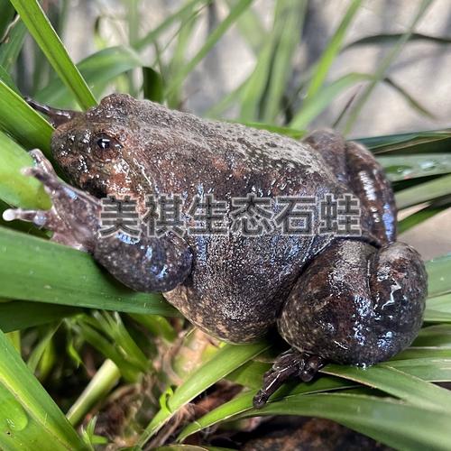 野生石蛙养殖技术可行吗？-图3