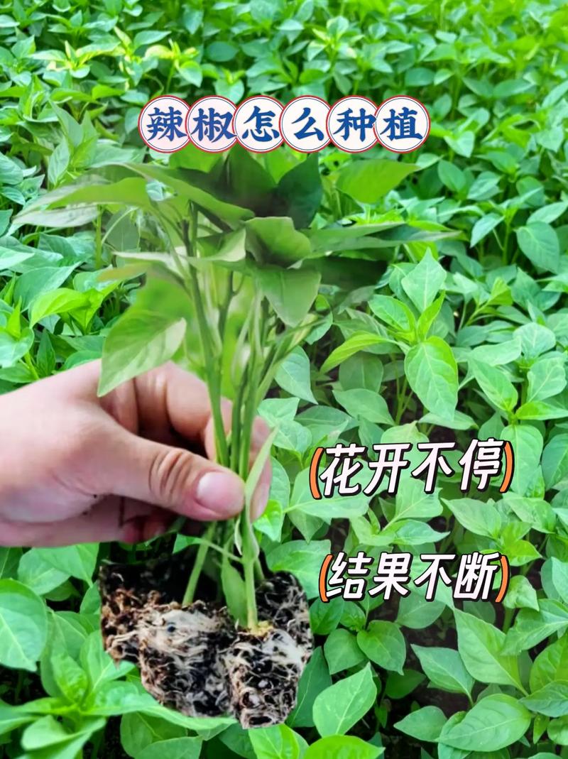 辣椒种植技术有哪些关键要点？-图3