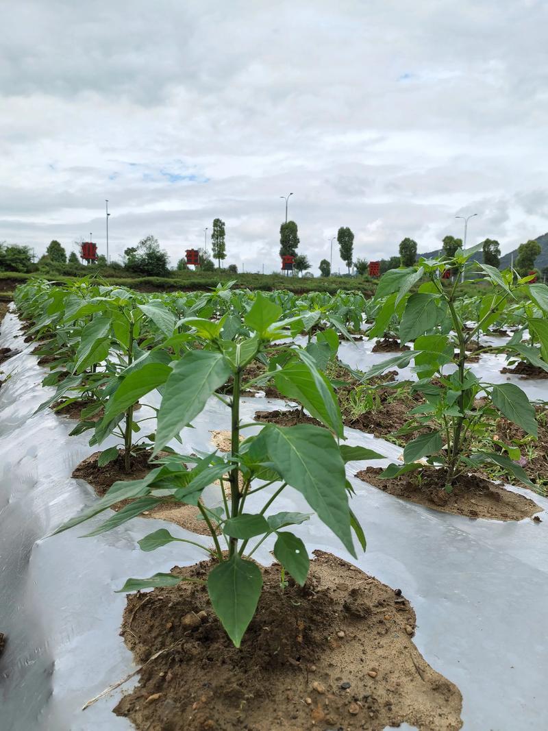 辣椒种植技术有哪些关键要点？-图1