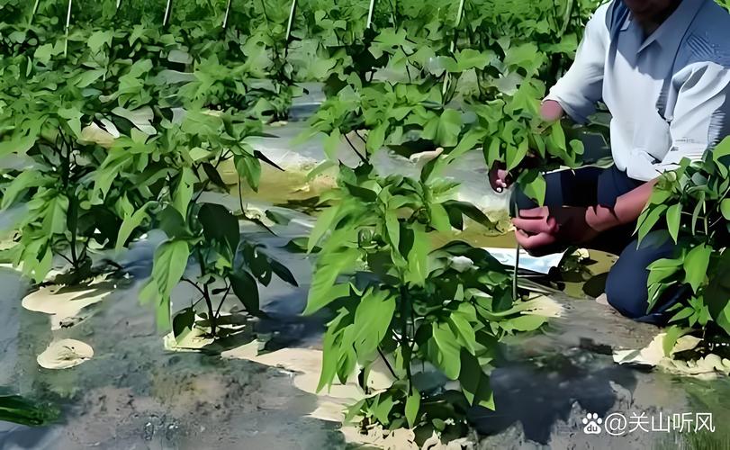 辣椒种植技术有哪些关键要点？-图2