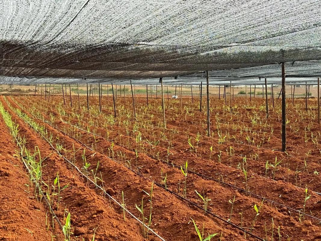 北方生姜如何实现高产种植？-图3