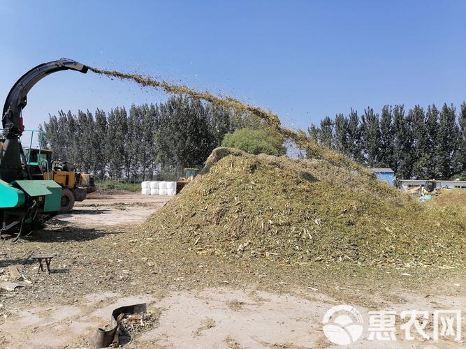 秋后玉米秸秆黄贮技术如何高效利用？-图1