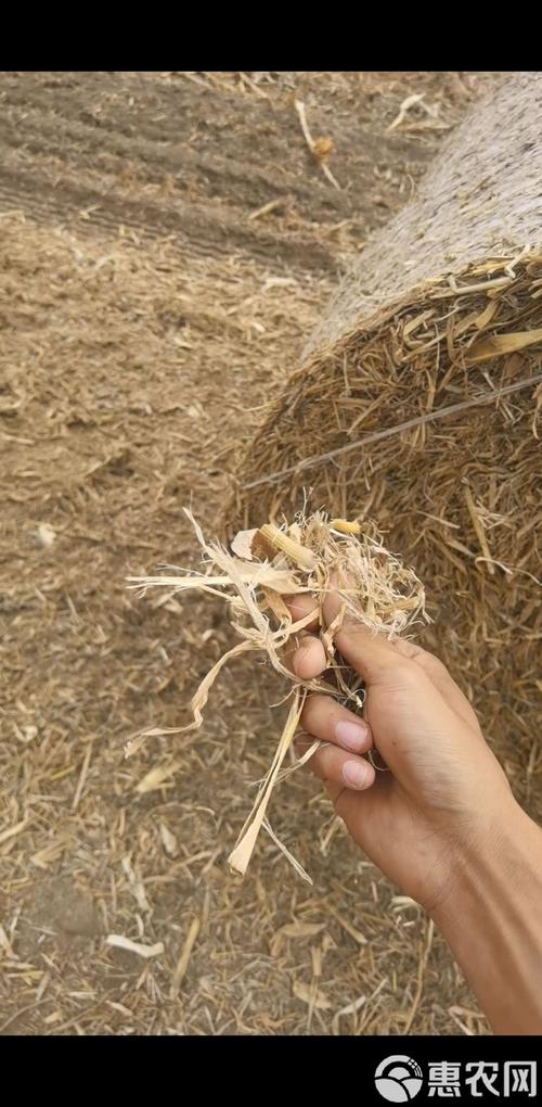 秋后玉米秸秆黄贮技术如何高效利用？-图2