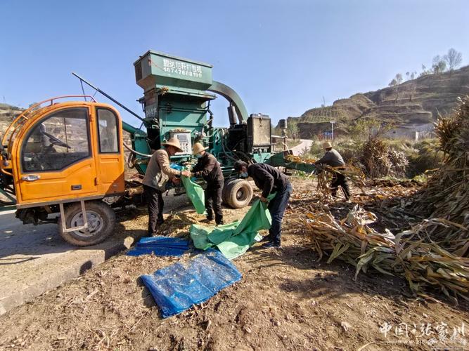 秋后玉米秸秆黄贮技术如何高效利用？-图3