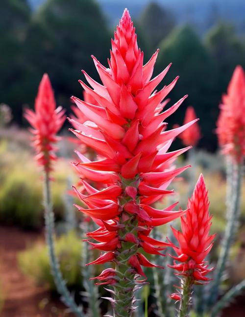 芦荟品种有哪些？各长啥样？-图1