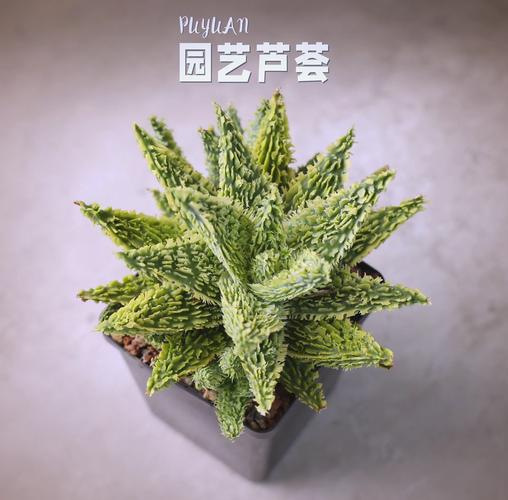 芦荟品种有哪些？各长啥样？-图3