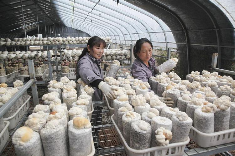 农村平菇种植技术视频，如何轻松掌握？-图3