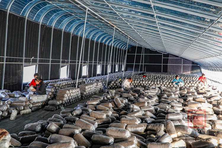 农村平菇种植技术视频，如何轻松掌握？-图1