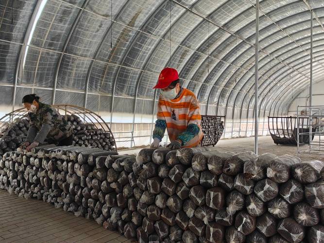 农村平菇种植技术视频，如何轻松掌握？-图2