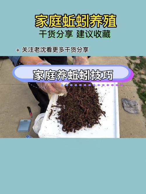 养殖蚯蚓需掌握哪些关键技术？-图1