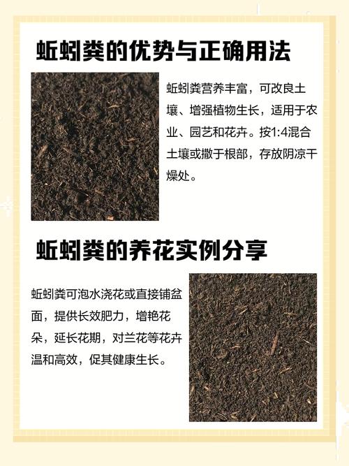 养殖蚯蚓需掌握哪些关键技术？-图2