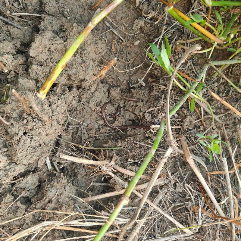 养殖蚯蚓需掌握哪些关键技术？-图3