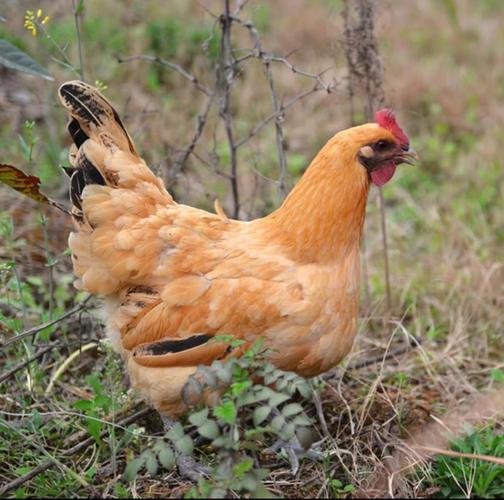 散养肉鸡选什么品种好？-图3