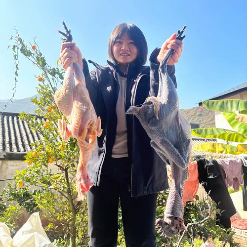 散养肉鸡选什么品种好？-图2