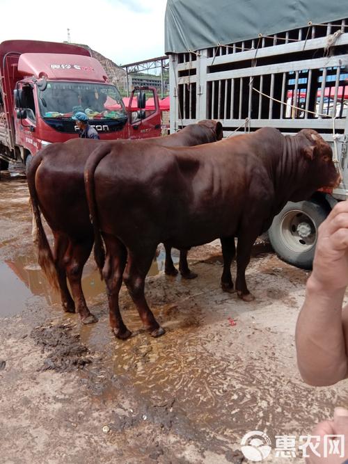 鲁西黄牛价格现在多少？-图3