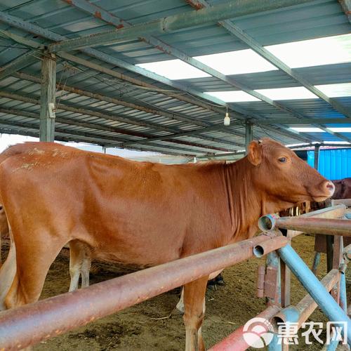 鲁西黄牛价格现在多少？-图2