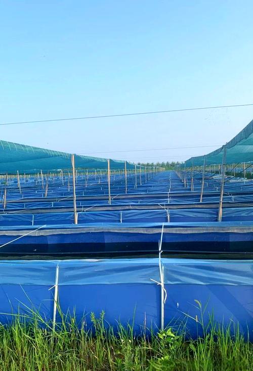 宽体金线水蛭养殖技术要点有哪些？-图3