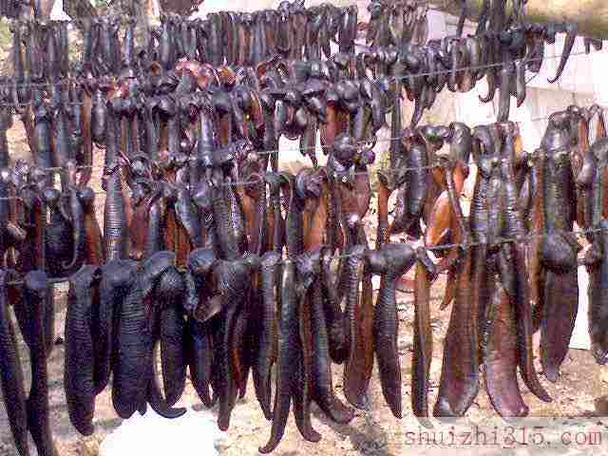 宽体金线水蛭养殖技术要点有哪些？-图1