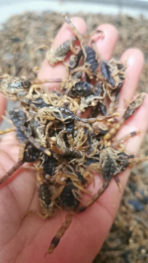 安徽亳州全蝎价格行情如何？-图2