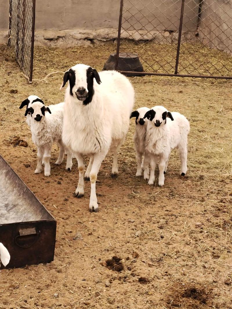 苏尼特羊是什么品种？-图3