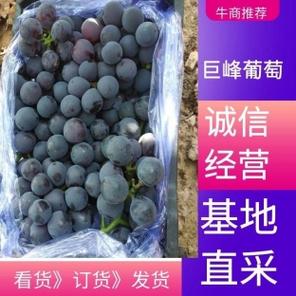 葡萄产地最新价格如何？-图3