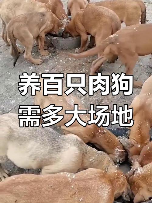 养肉狗选什么品种最赚钱？-图3