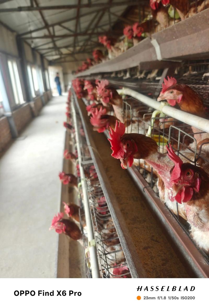 鸡的生态养殖技术视频怎么学？-图2