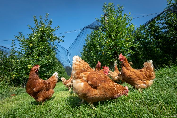 鸡的生态养殖技术视频怎么学？-图1