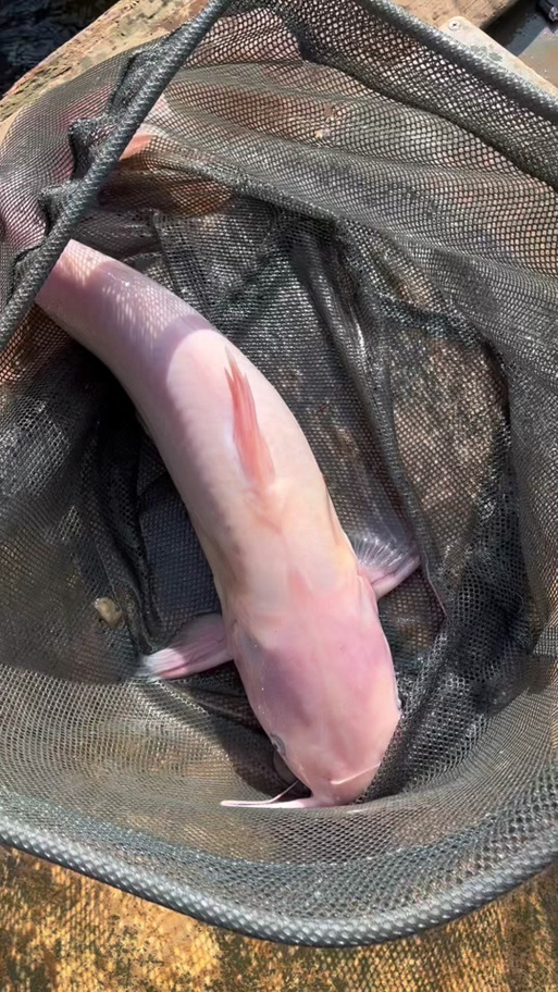 草鱼为何至今无专属品种？-图1