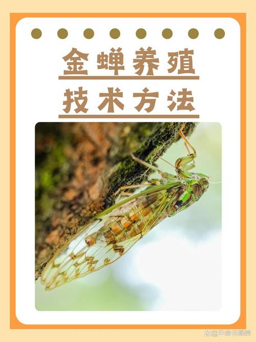 哪里能学到养殖知了猴的技术？-图3