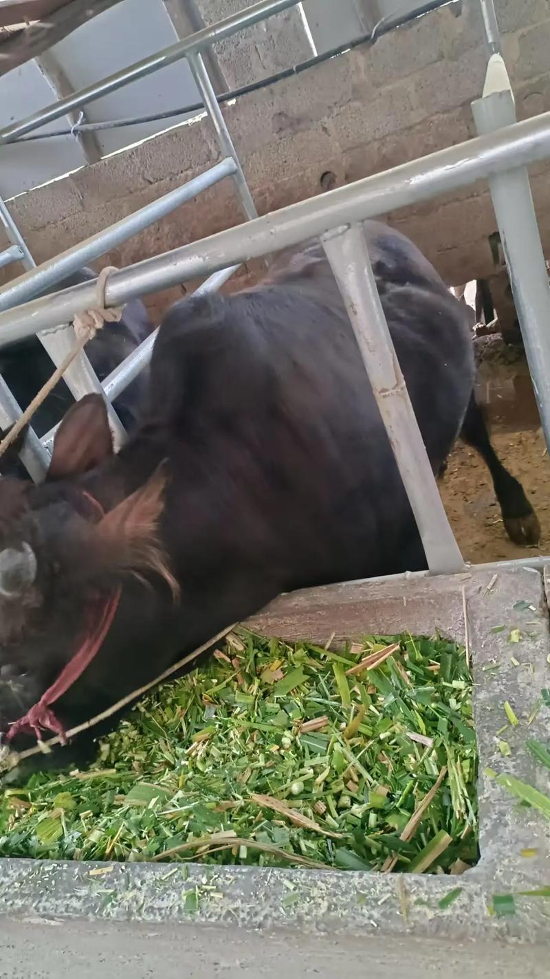 牛猪生态养殖技术视频-图2