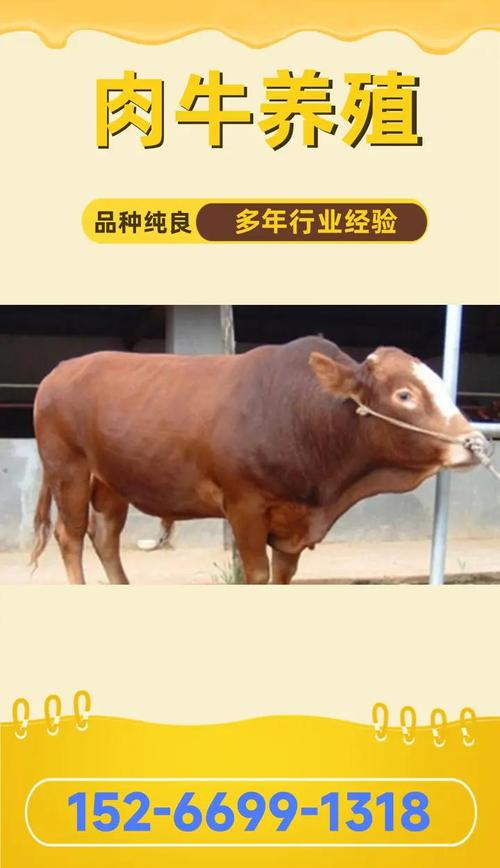 新手养牛，什么品种最合适？-图3