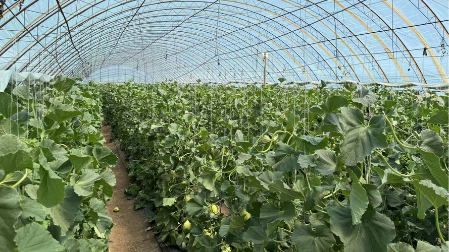 东北香瓜大棚栽培技术有哪些关键要点？-图1