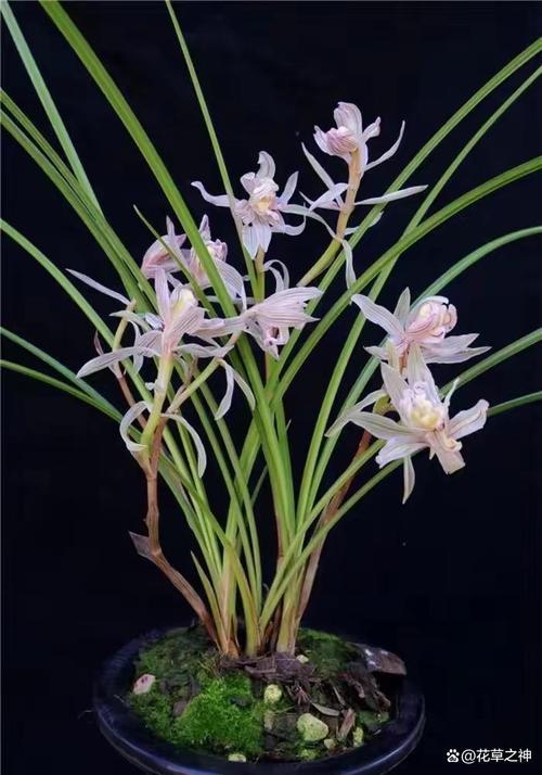 市场上最好的兰花品种究竟是什么？-图1
