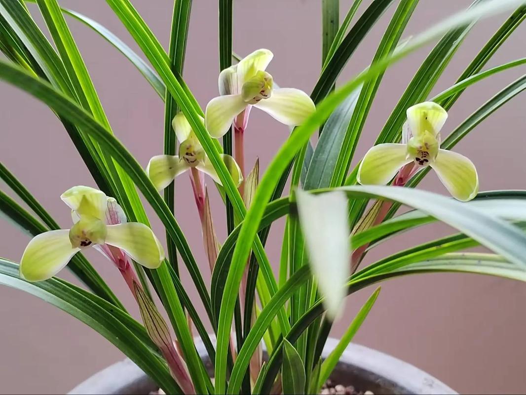 市场上最好的兰花品种究竟是什么？-图2