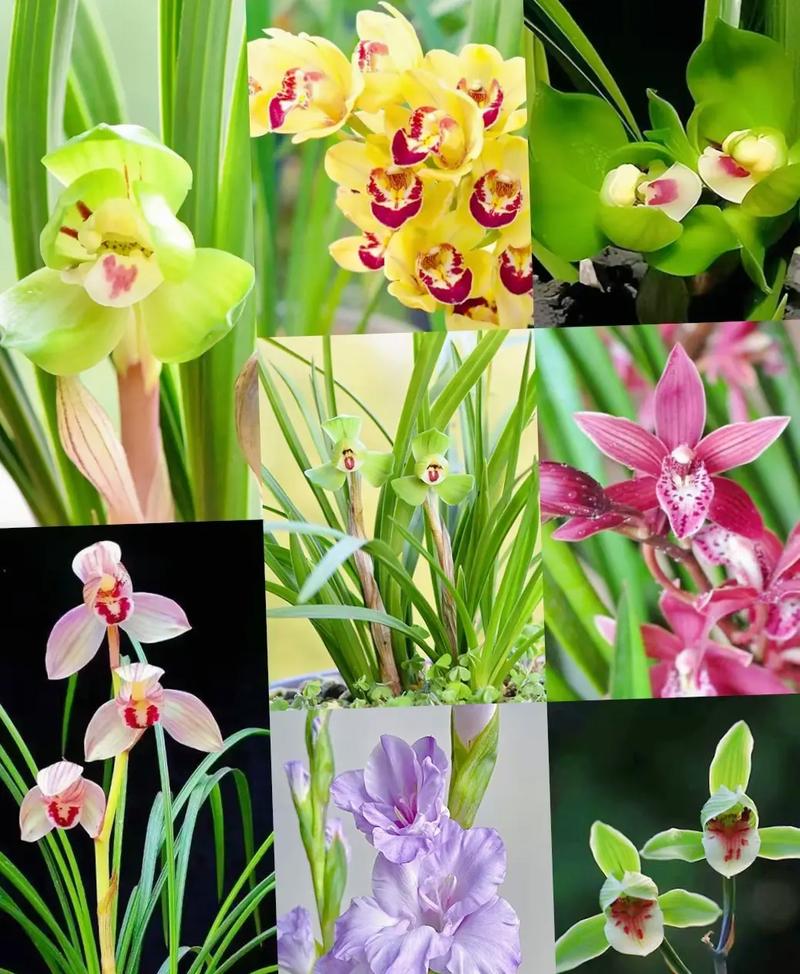 市场上最好的兰花品种究竟是什么？-图3