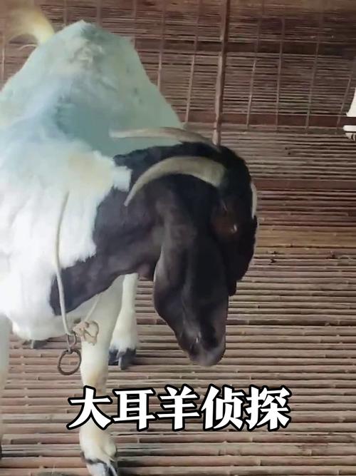 大耳羊2025年价格会涨还是跌？-图3